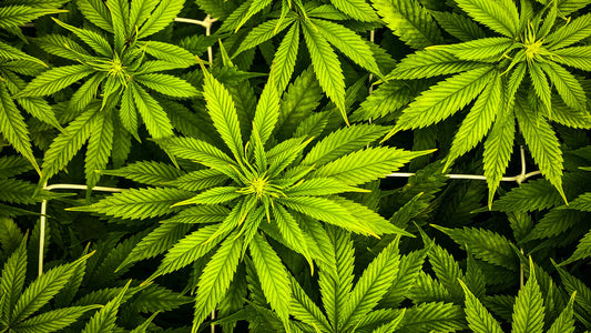 🌿 Le CBD : Naturel, Légal et Utile… Mais C’est Quoi au Juste ?